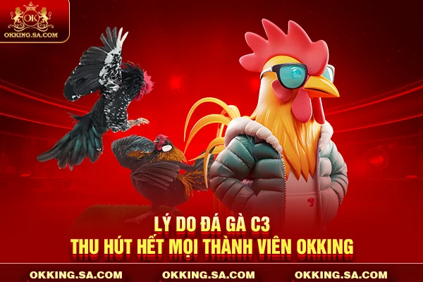 Lý do đá gà C3 thu hút hết mọi thành viên OKKING